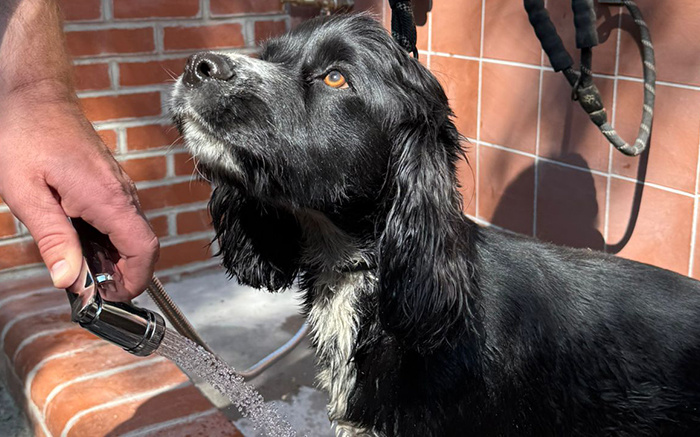 Dog Wash Areas